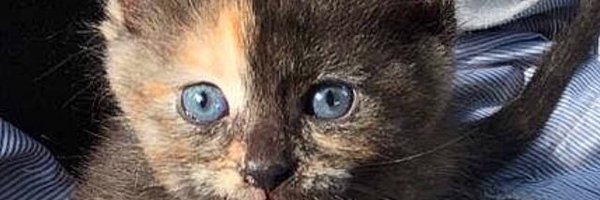 guillaumewn211 Profile Banner