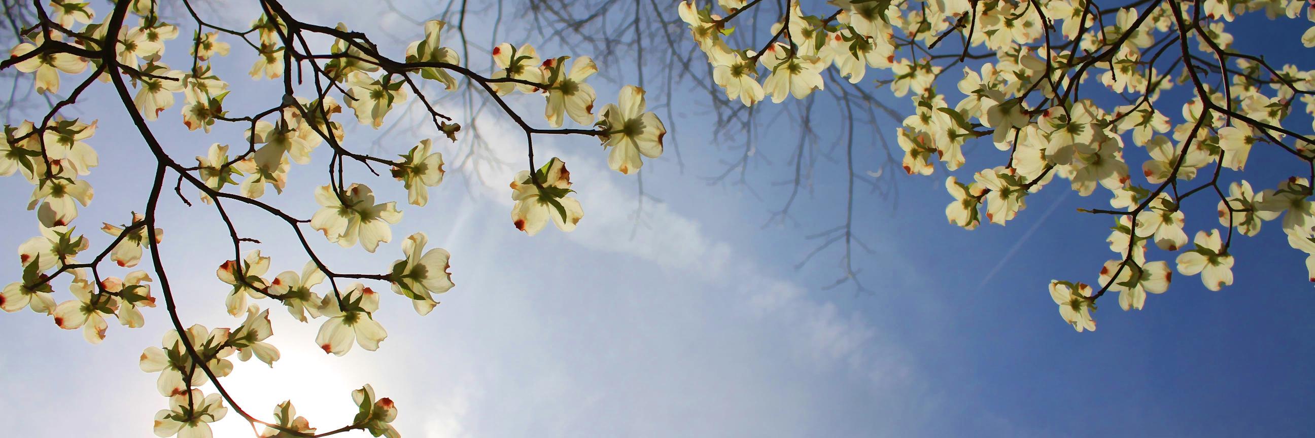 SmarttImages's profile banner image