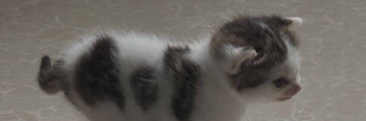 LAFONSO20's profile banner image