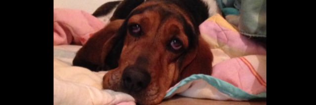 Cami.la banner
