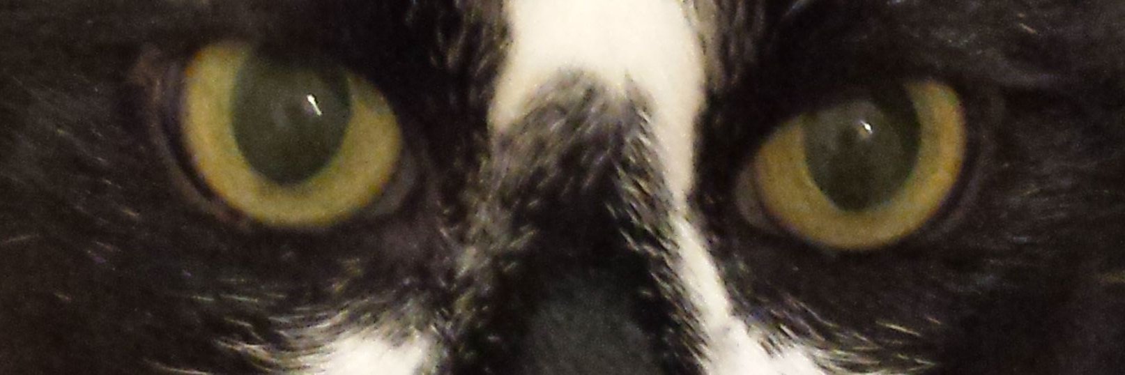 VeronicaGbur's profile banner image