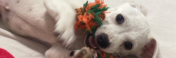 coralaq_ Profile Banner