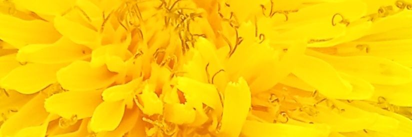 Shadowhunterara banner