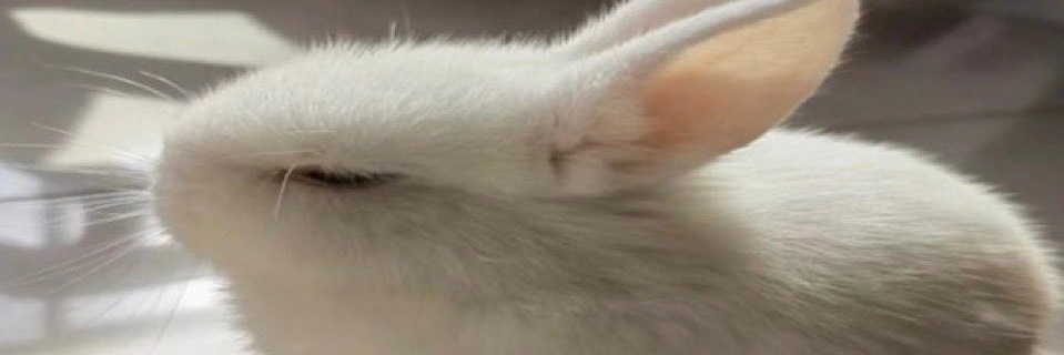 MeggyMeggyMeggyMeg :3 banner