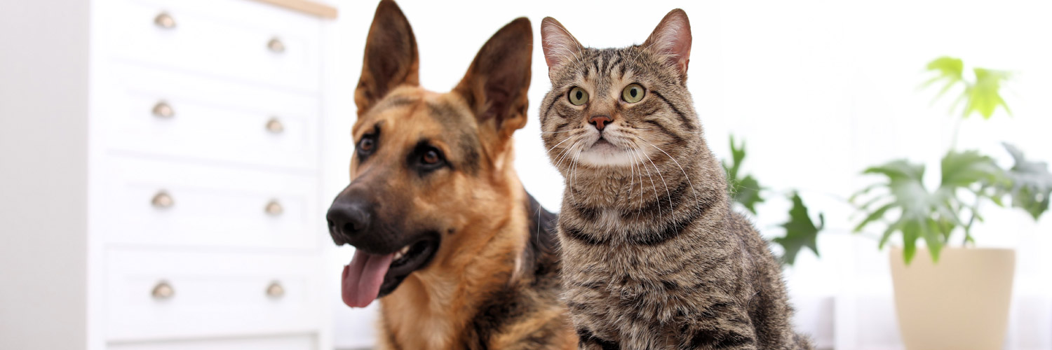 Elanco4Pets's profile banner image