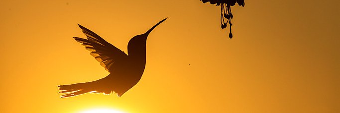FONAMAD's profile banner image