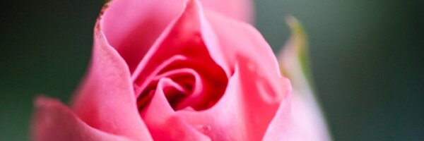 altrivice Profile Banner