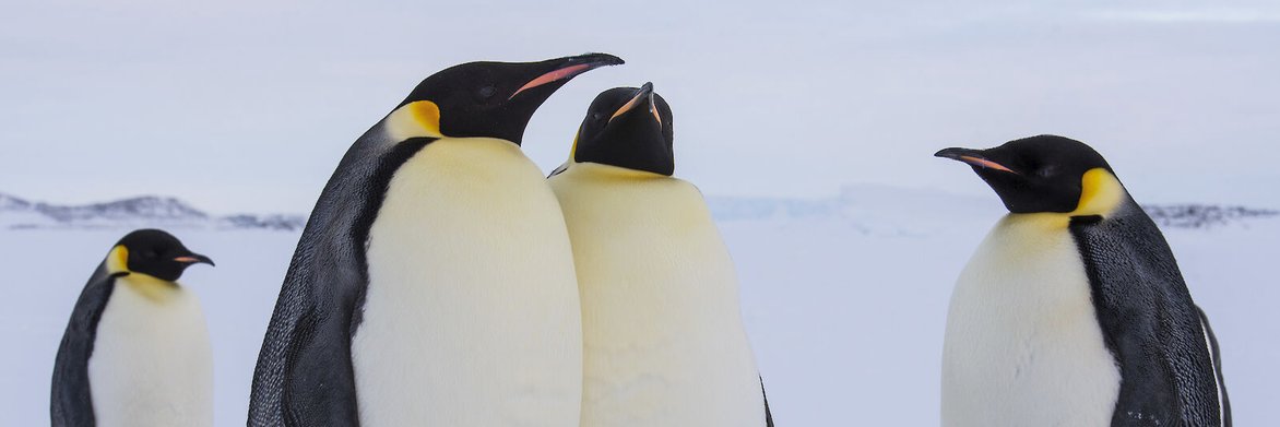 imacutepengu's profile banner image