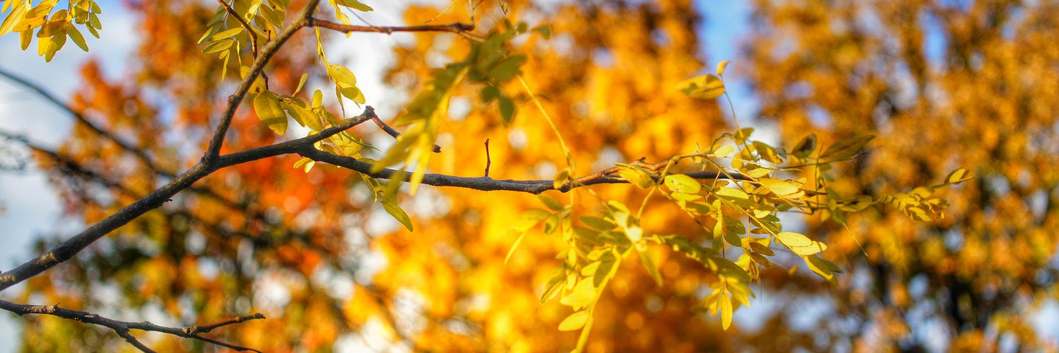 johnmuir's profile banner image