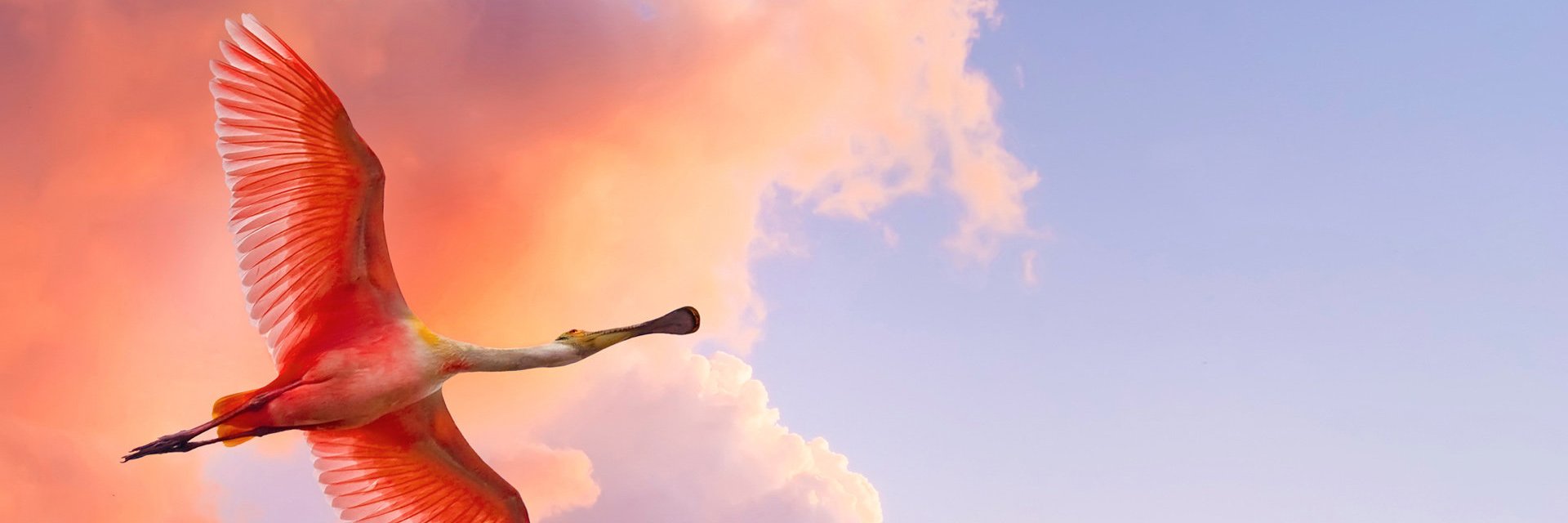 zzli1994's profile banner image