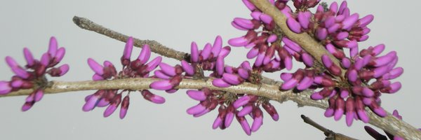 calix Profile Banner