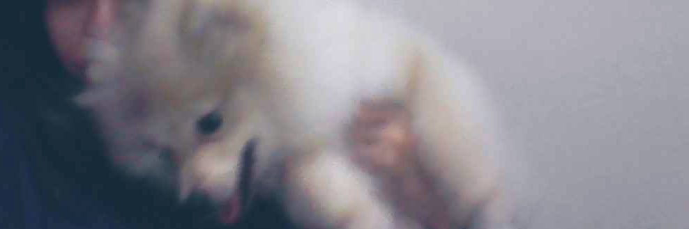 🐸 banner