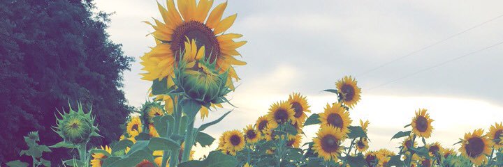swaffstar's profile banner image