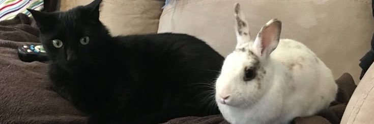 chu banner