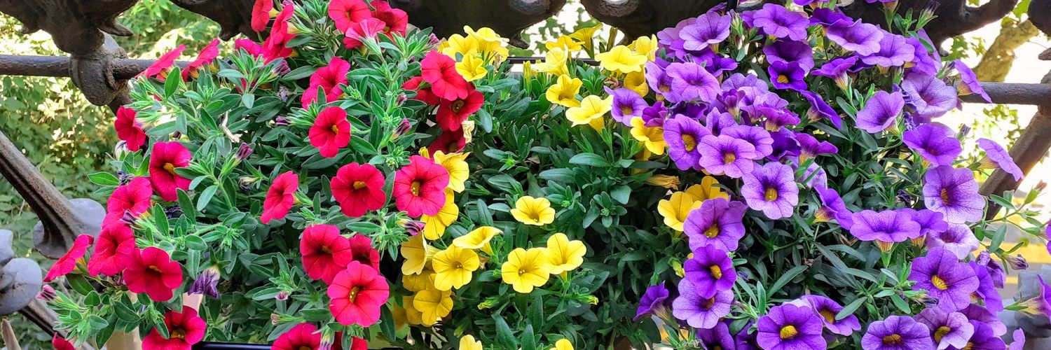 Lady Language 🇵🇸 banner