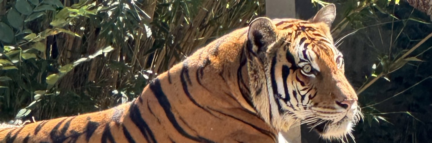 SusanXOStorm's profile banner image