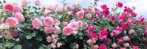 monguyen6581's profile banner image