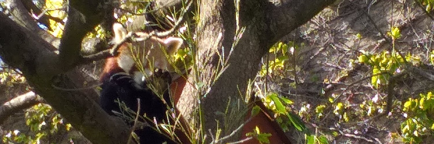 The Red Panda banner