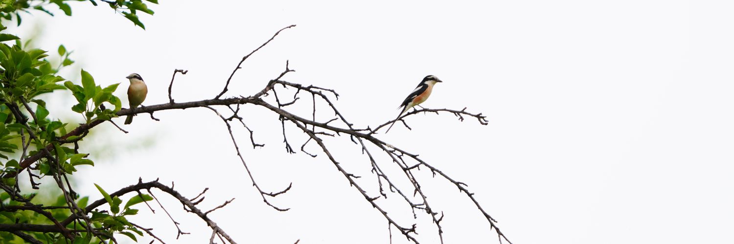 Yusuf Halıcıol banner