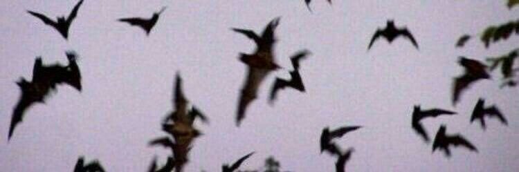MENACE2S0C13TY's profile banner image