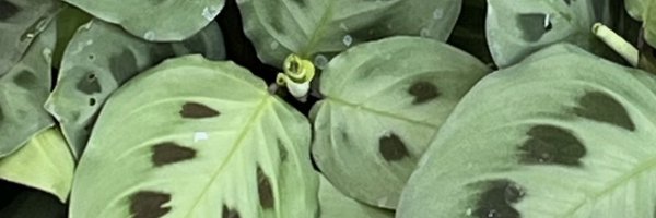 cmanueljuarez Profile Banner