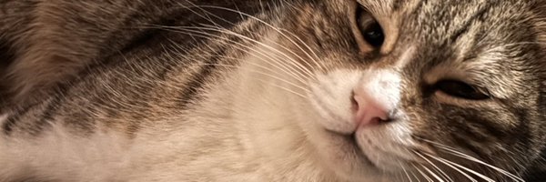 GiselIppoliti Profile Banner