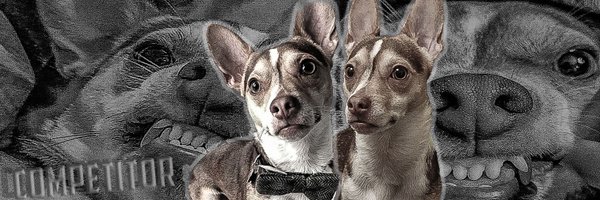 Competitor_UFC Profile Banner