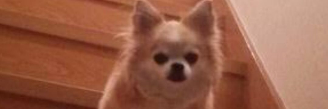 SuiMeee's profile banner image