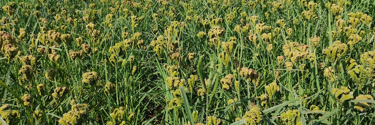 AgriSecyOdisha banner