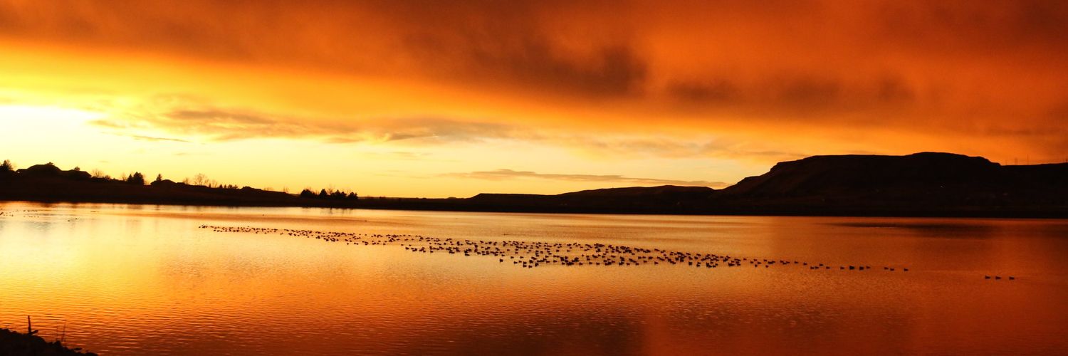 Lorraine Lanning 🙂 🍖🍗🏕🦉🦅🦢🐦🦆 banner