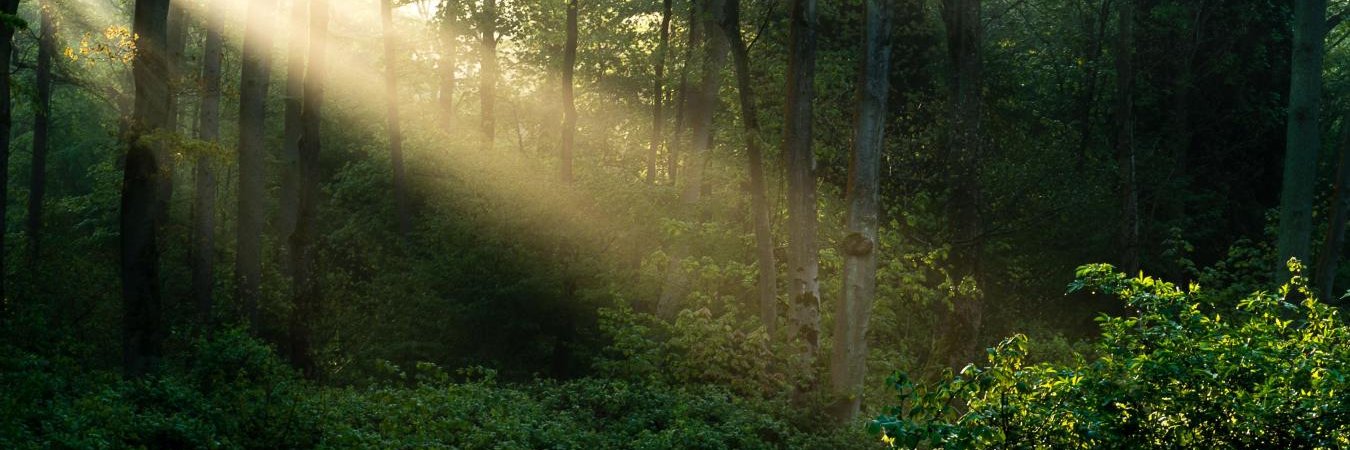 Simon Electus 🐢 banner