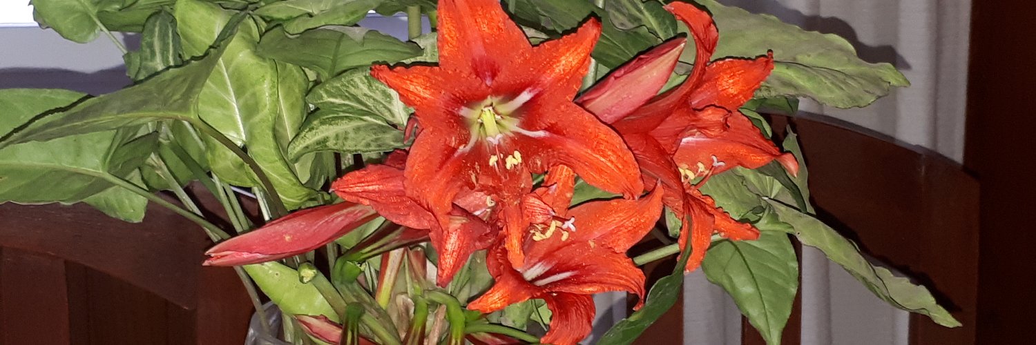 Lericita's profile banner image