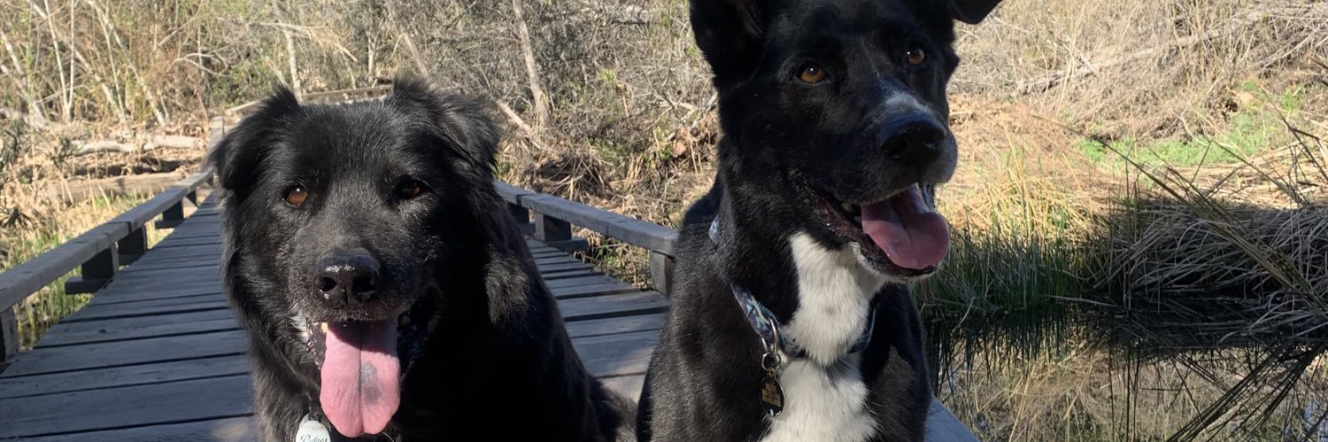 stake and chill 🐢 banner