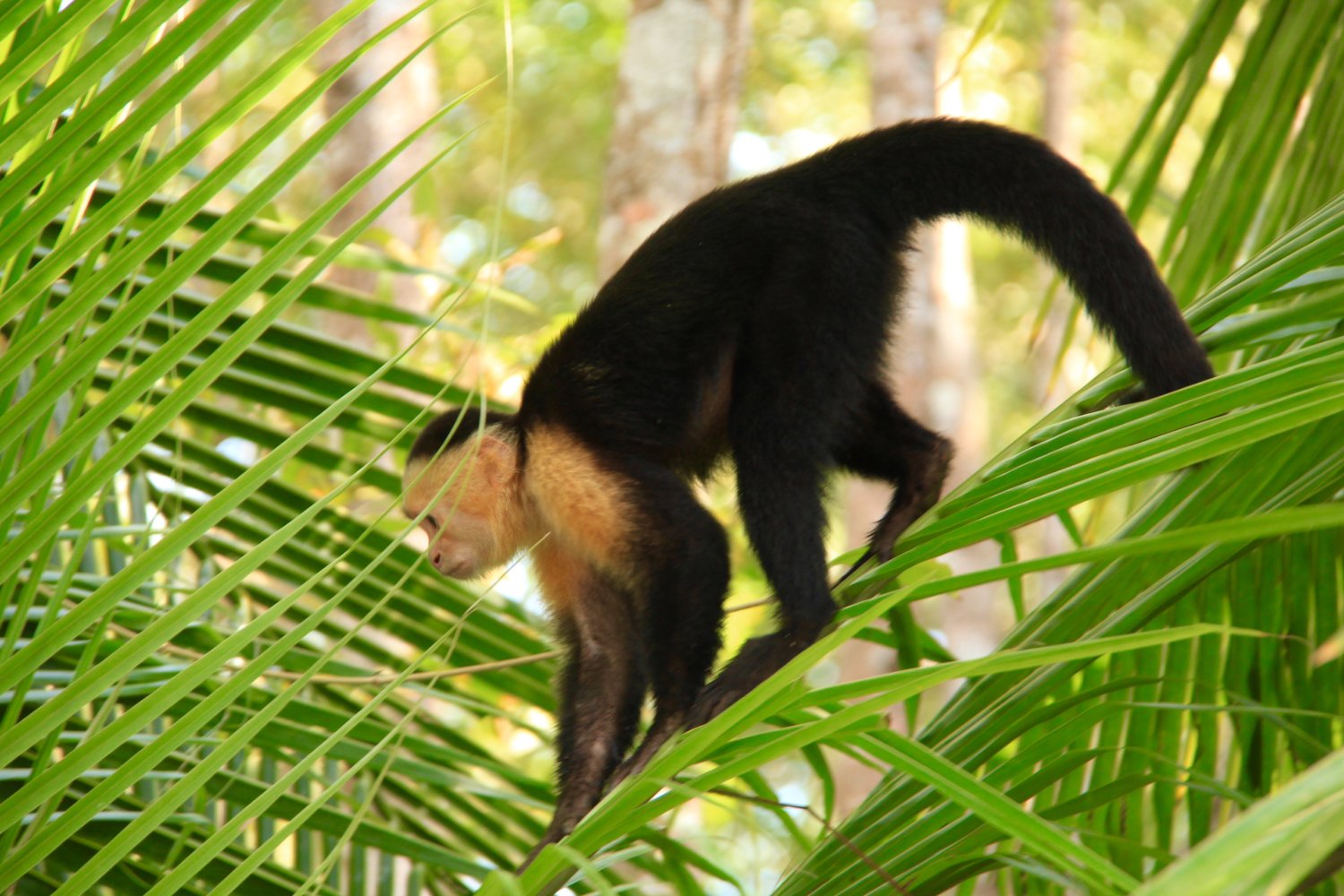 Dr Carys Crossen banner