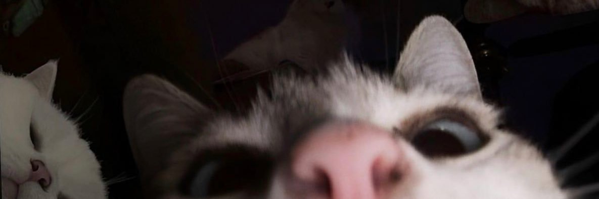 𝒶𝓋𝒾 ☆ banner