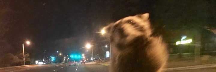 jus_joj's profile banner image