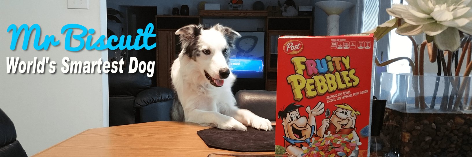 SmartestDogEver's profile banner image