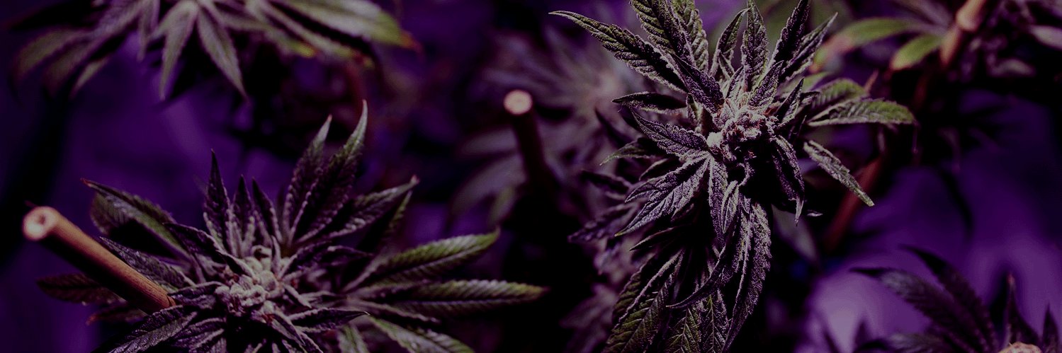 MarijuanaNet's profile banner image