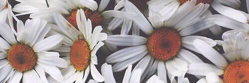 Adrianafajardo8's profile banner image
