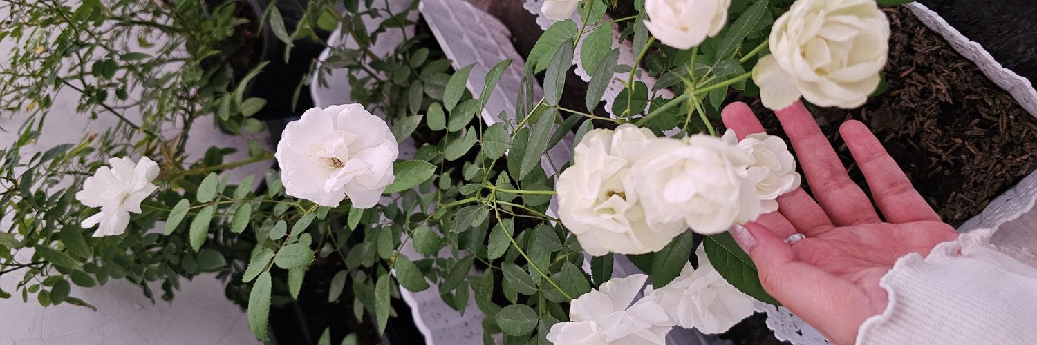 𝓜𝔂𝓾 ; 🥀 banner