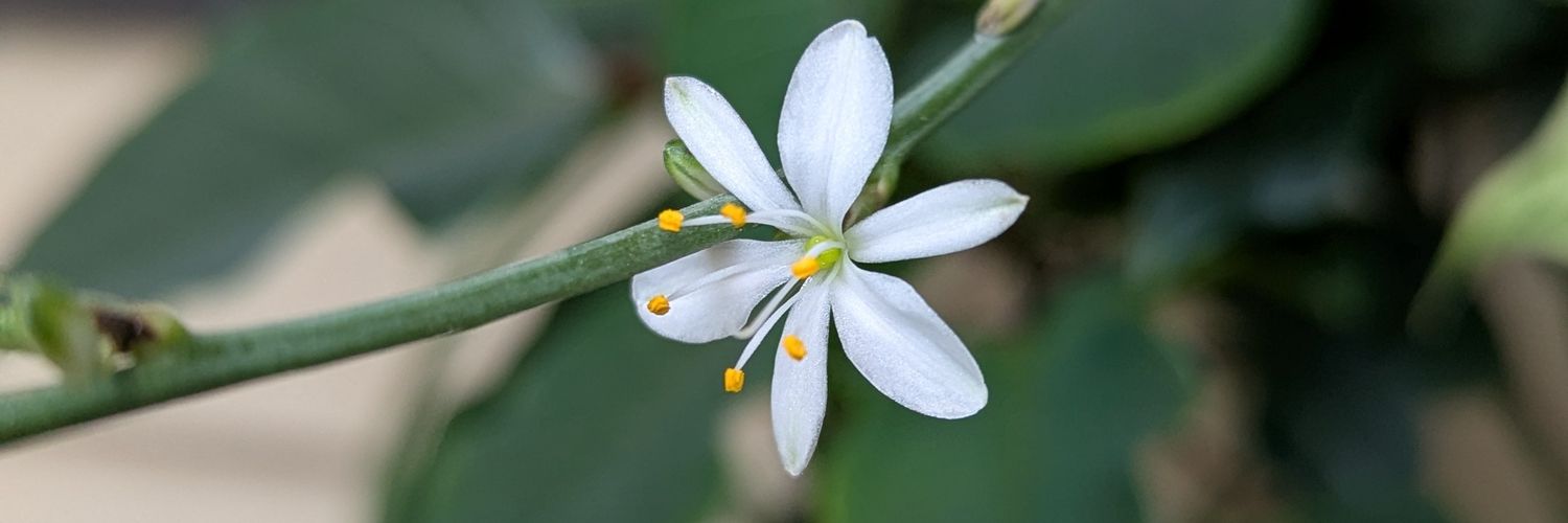 UnaGuapaMac's profile banner image