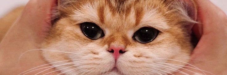 CChoraria's profile banner image