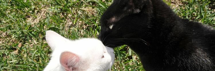 🥗 banner