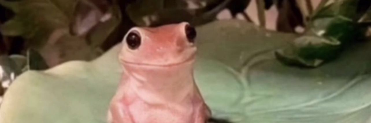 Dumb_Axolotl's profile banner image