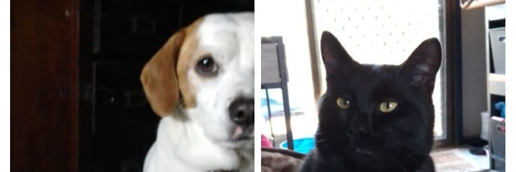 Madame Wombat #AlwaysWasAlwaysWillBe ⚫️🟡🔴🇵🇸🇺 banner