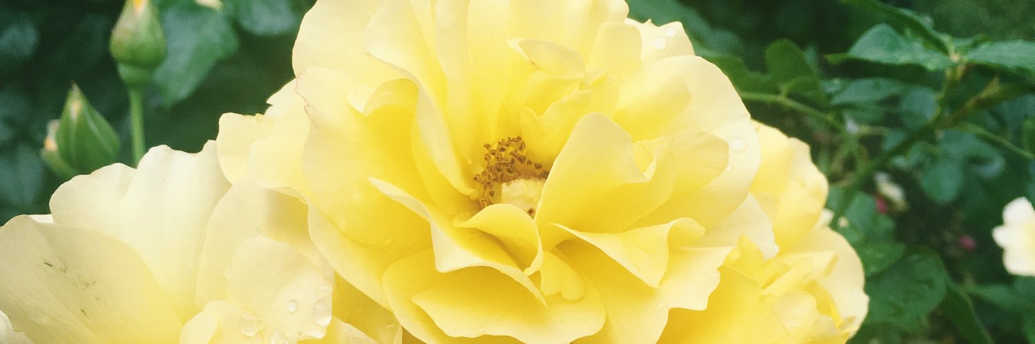 sydneyycompton's profile banner image