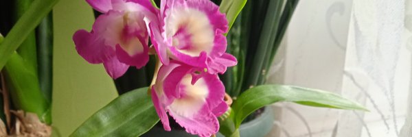 Danuta45599411 Profile Banner