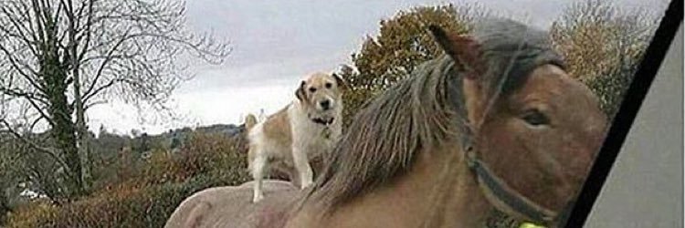 william_smash's profile banner image
