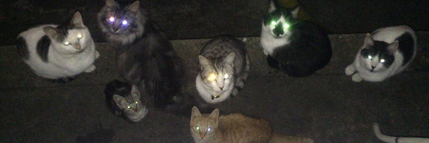 イルカ🐬 banner