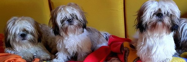AlfredoMM56 Profile Banner